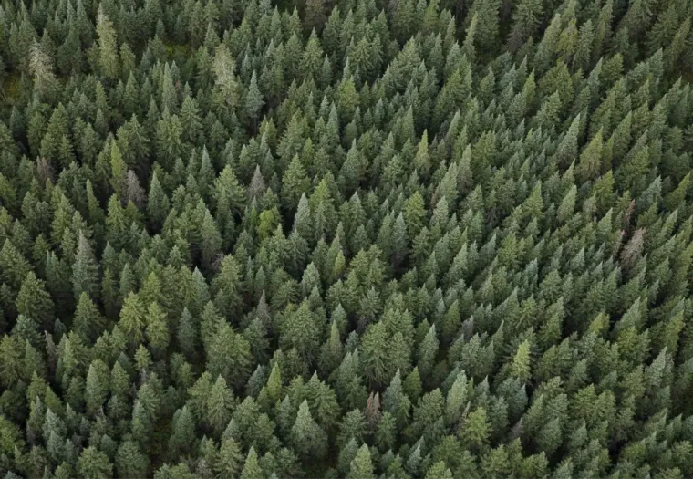 An aerial view of a dense forest filled with numerous green coniferous trees, creating a lush canopy.
