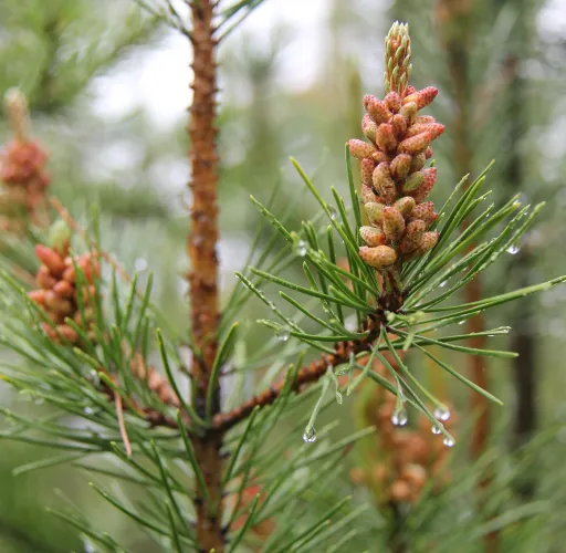Close-up of pine tree branches with fresh green needles and young reddish pine cones, with dewdrops on the needles.