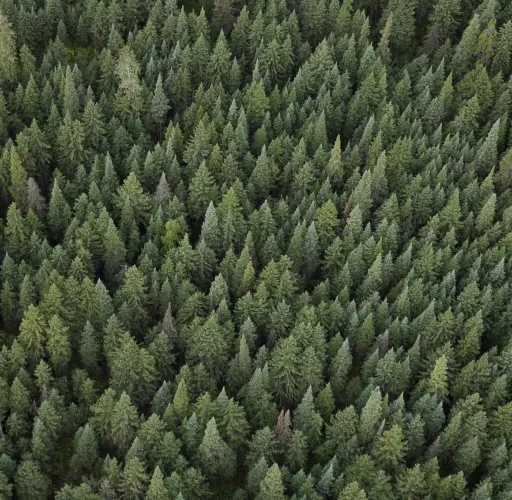 Aerial view of a dense forest filled with evergreen trees.