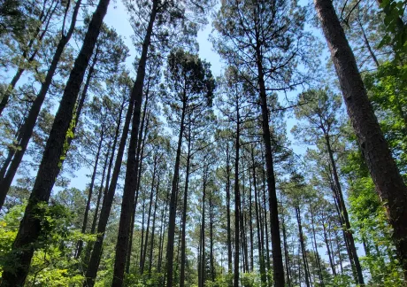 A path winds through a dense forest of tall pine trees under a clear blue sky, with sunlight filtering through the canopy.